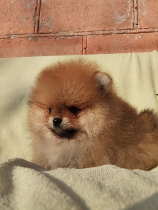 Цуценята померанський шпіц