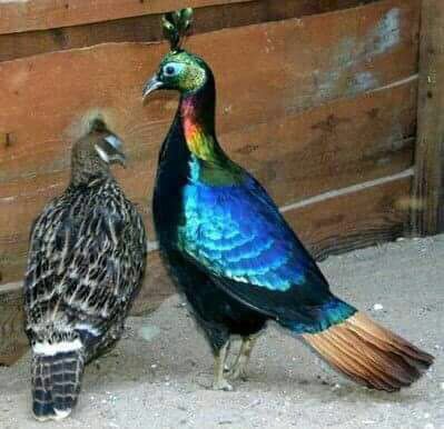 Фазан монал продам