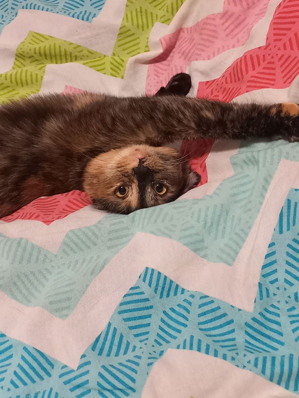 Кошечка ищет своего хозяина