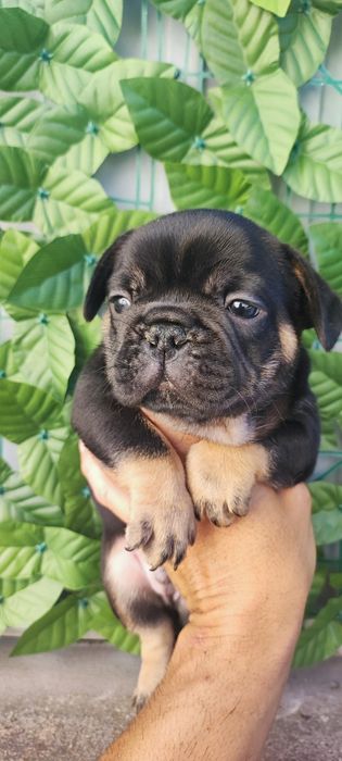 Bulldog francês macho black tan