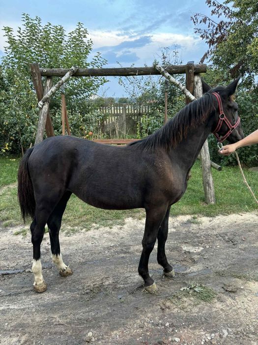 Sprzedam klacz śląska