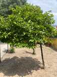 Vendo árvore magnolia