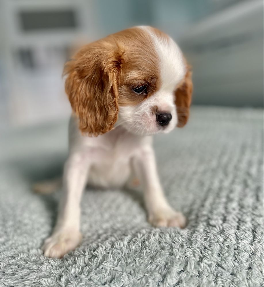 Cavalier king charles spaniel