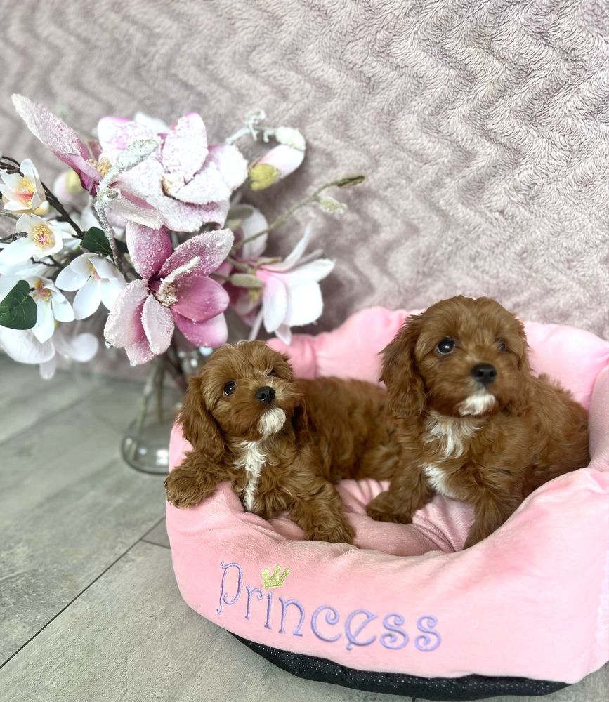 Cavapoo -cavalier & pudel - suczka gotowa do odbioru