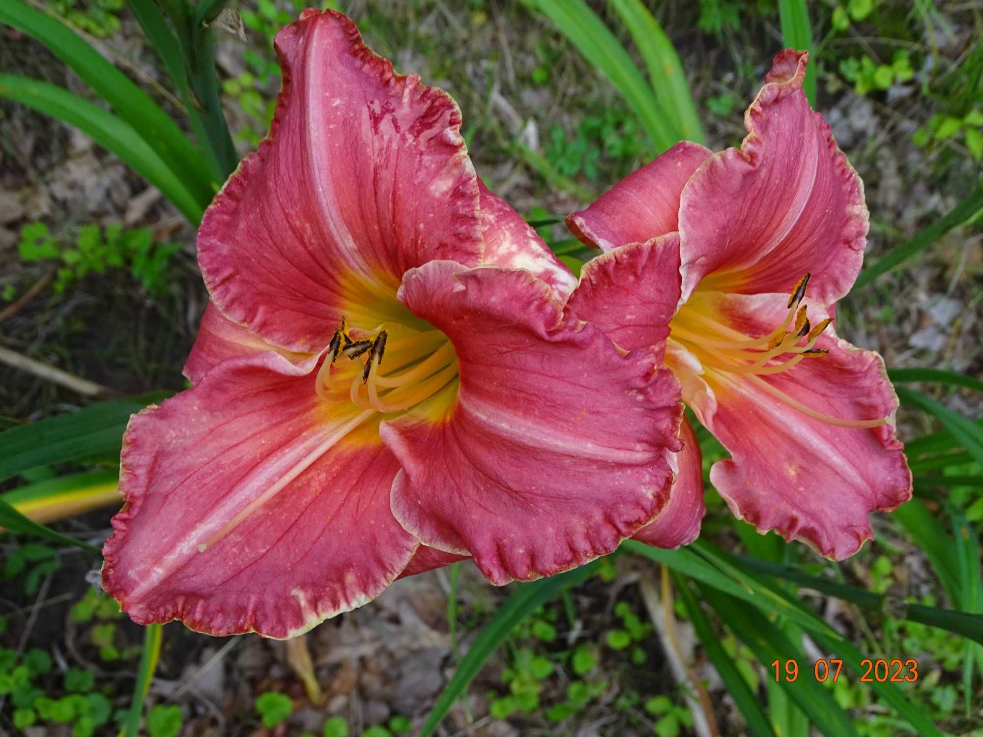 Liliowce – nowe, unikalne odmiany!