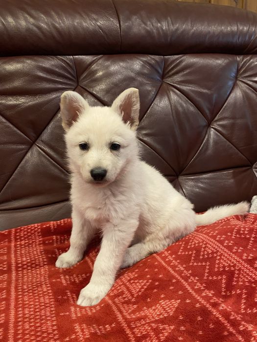 Szczeniaczek! Biały Owczarek Szwajcarski! Hodowla ZKwP FCI