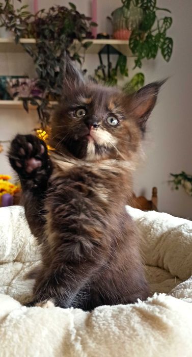 Kotka Maine Coon czarna szylkretka / FPL