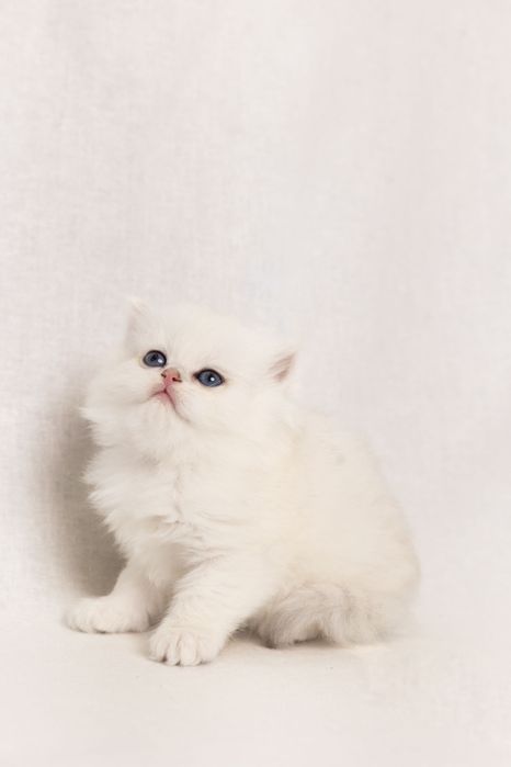 Кошеня британська срібна довгошерста шиншила