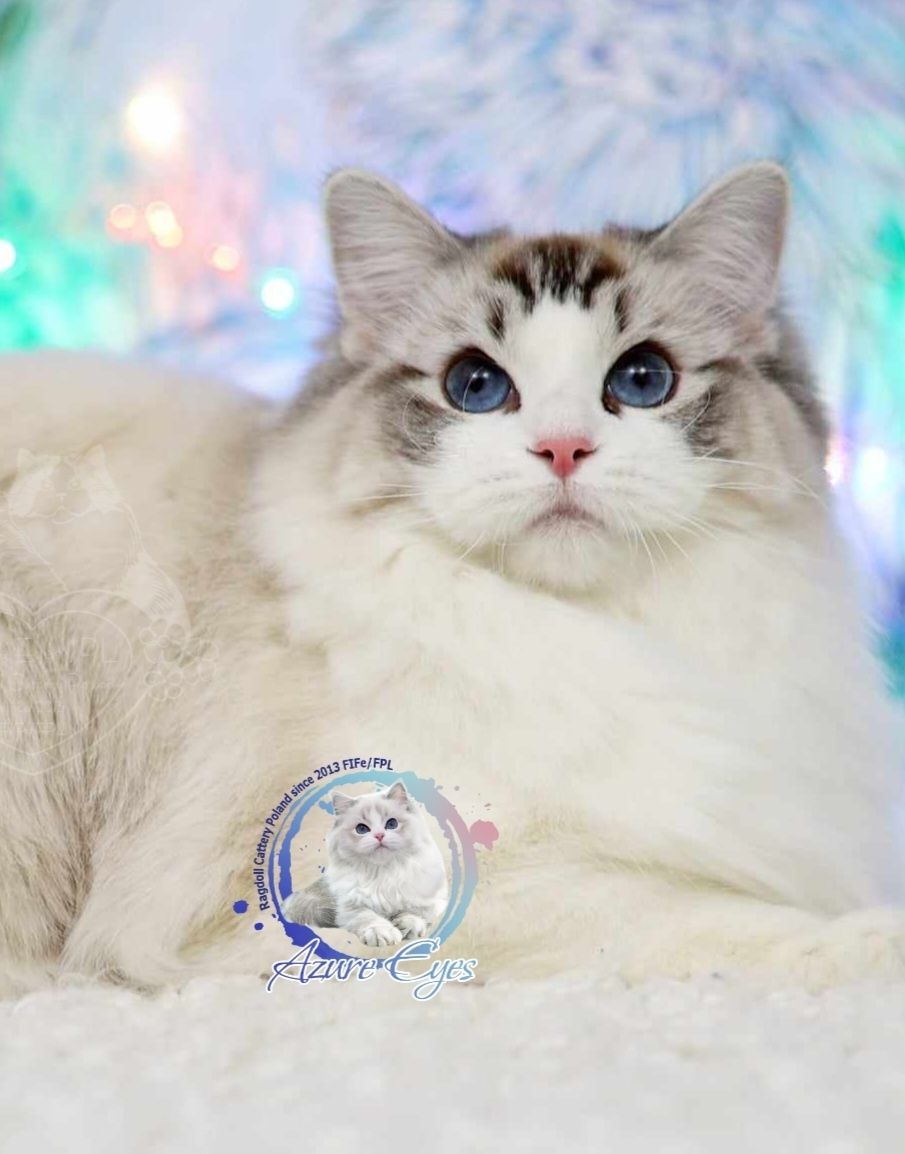Piękna 2 letnia kotka Ragdoll seal lynx bicolor, rodowód FPL