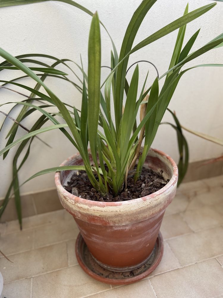 Orquídea em vaso de barro grande