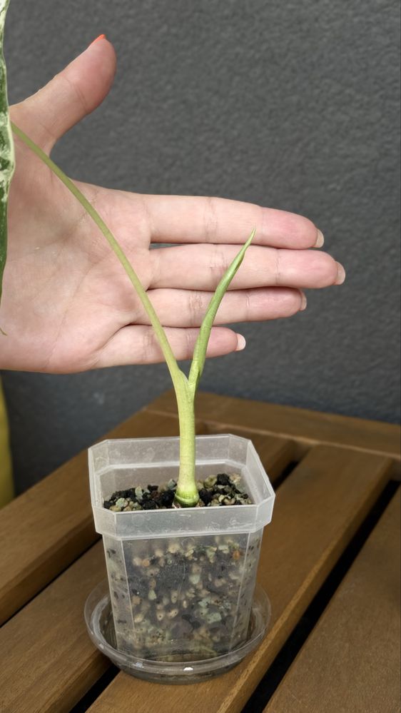 Alokazja Frydek Variegata – sadzonka