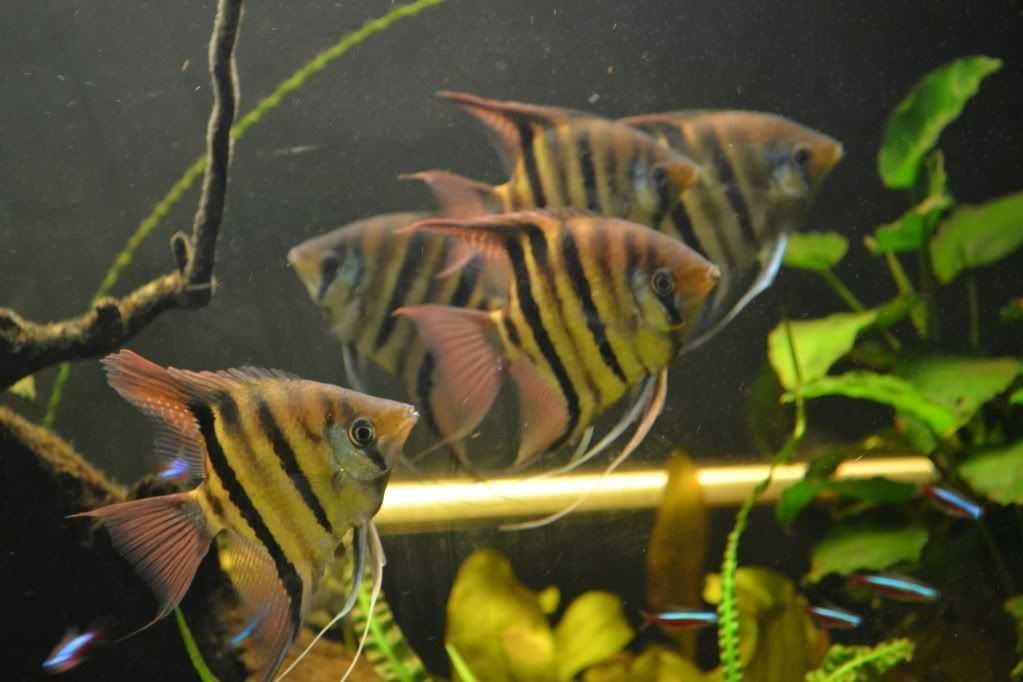Żaglowiec skalar Leopolda - Pterophyllum leopoldi - DOWÓZ, WYSYŁKA