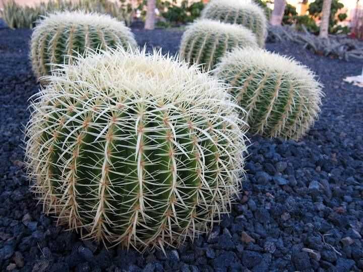 cactus para crescimento