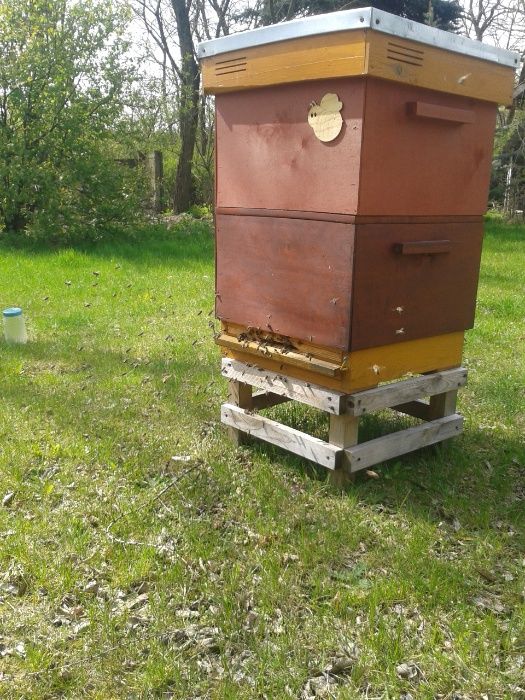 pszczoły , rodziny pszczele przezimowane , ule wielkopolskie ,dadant