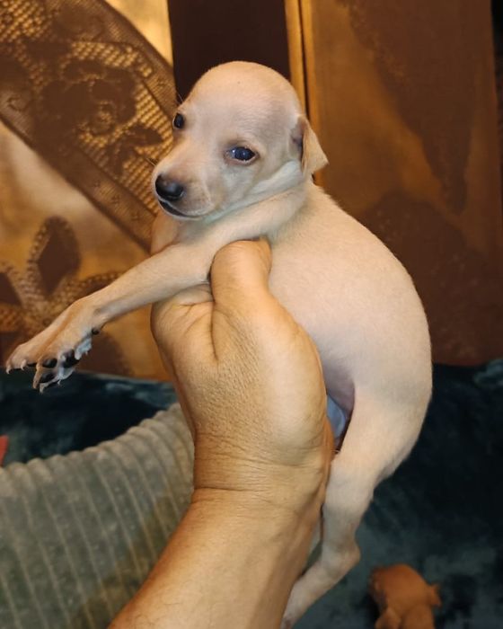 Galguinho italiano
