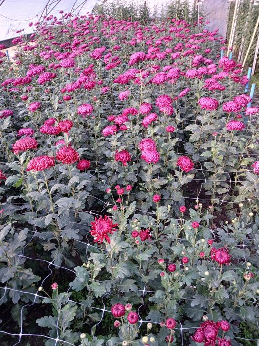 Маточне коріння хризантем