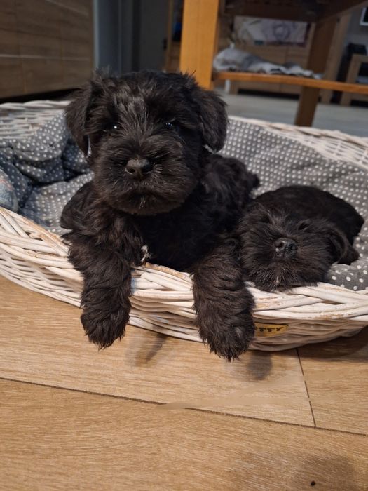 Sznaucer miniaturowy piesek