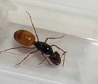 Camponotus fedtschenkoi