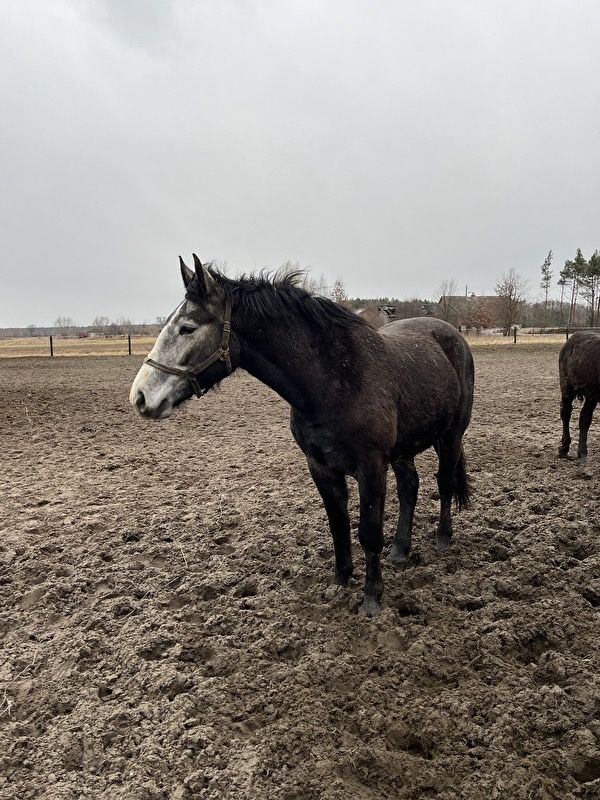 Sprzedam konie śląskie