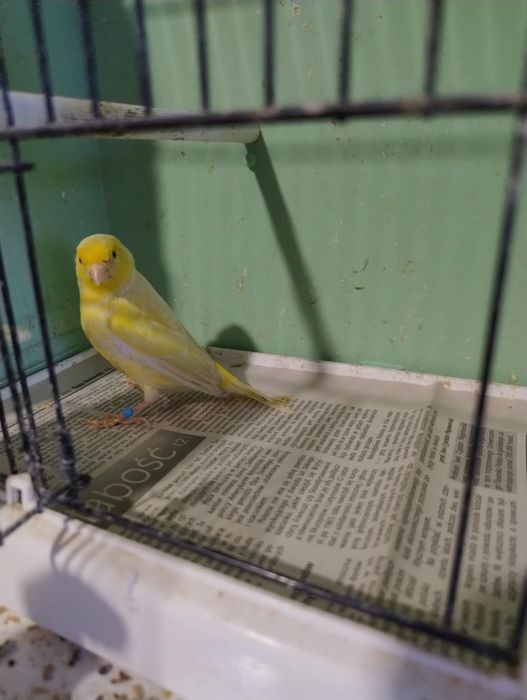 Kanarki likwidacja hodowli