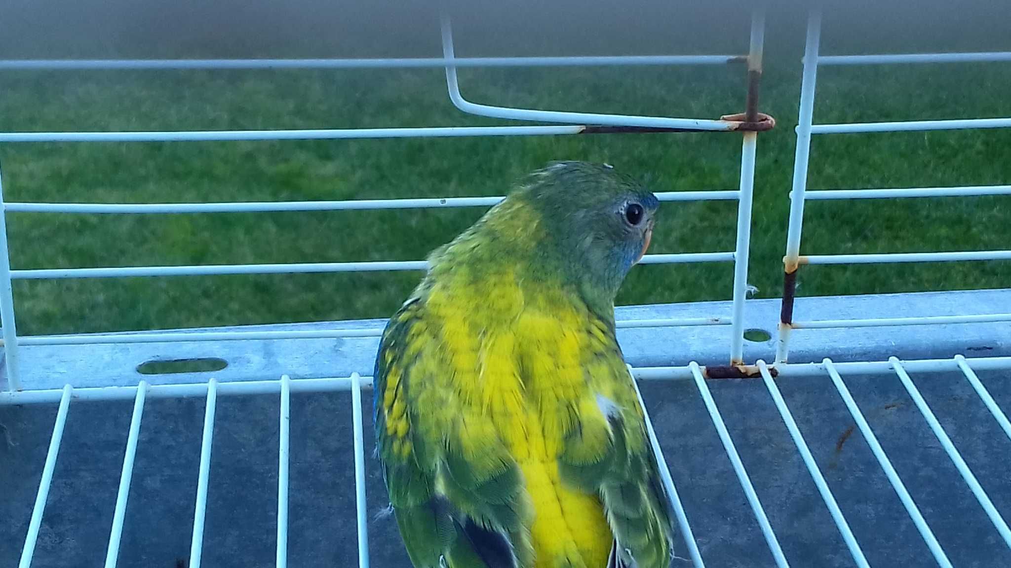 Venda Casais Turquoisines Verdes Selvagens Opalinos e Normais Opalinos