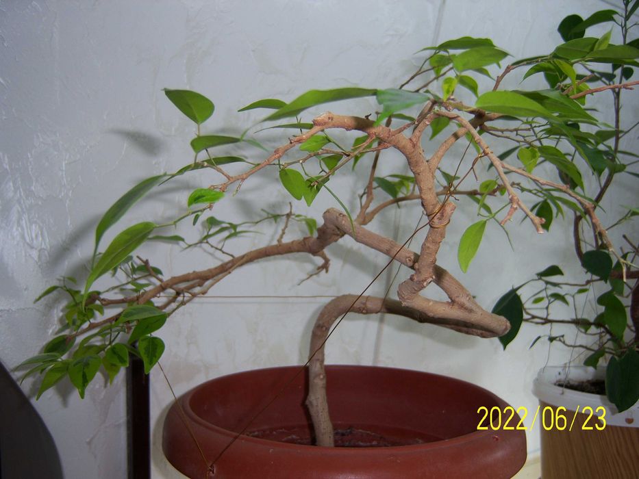 Продам бонсай - фікус мікрокарпа Гінсенг