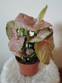 Syngonium rosa (pink)