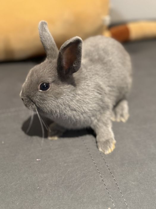 Кролик декоративний