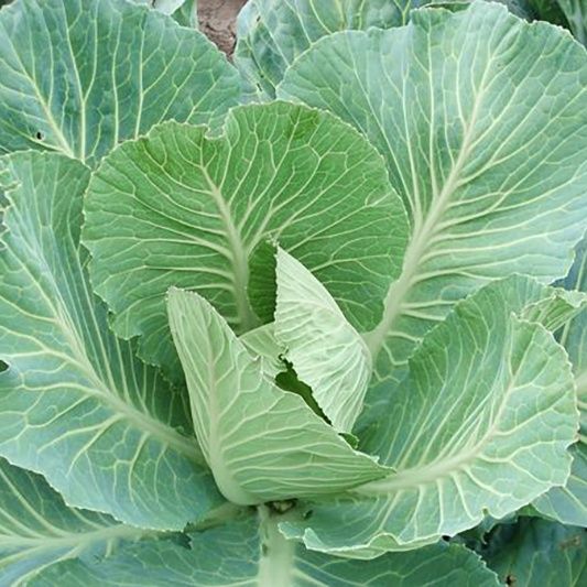 Vendo couves portuguesas de boa qualidade