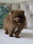 Pomeranian suczka czekoladowa