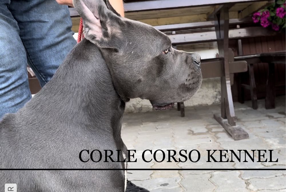 Cane Corso pies chłopak