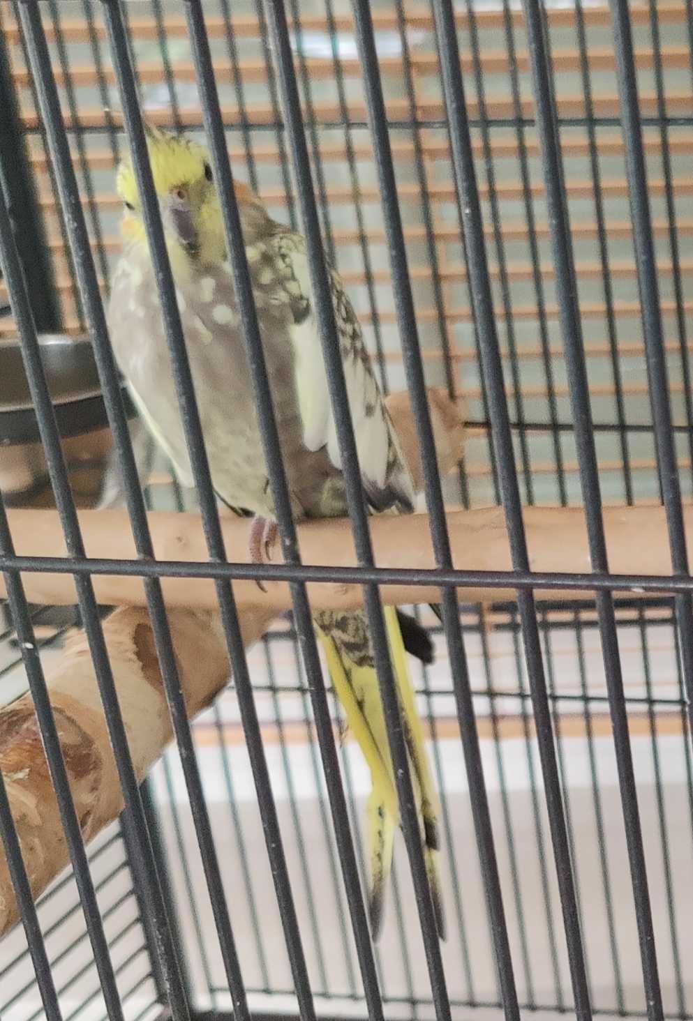 Papuga nimfa kupiona w sklepie zoologicznym