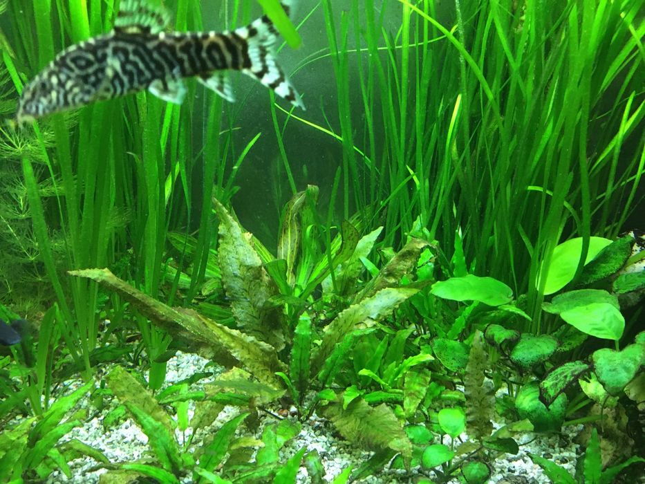 Nurzaniec trawka 15szt