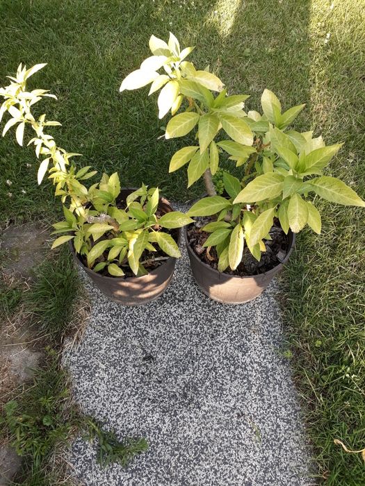 Datura biała, bieluń ,burgmansja, duże okazy