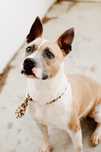 American Stratford Terrier  doação responsável