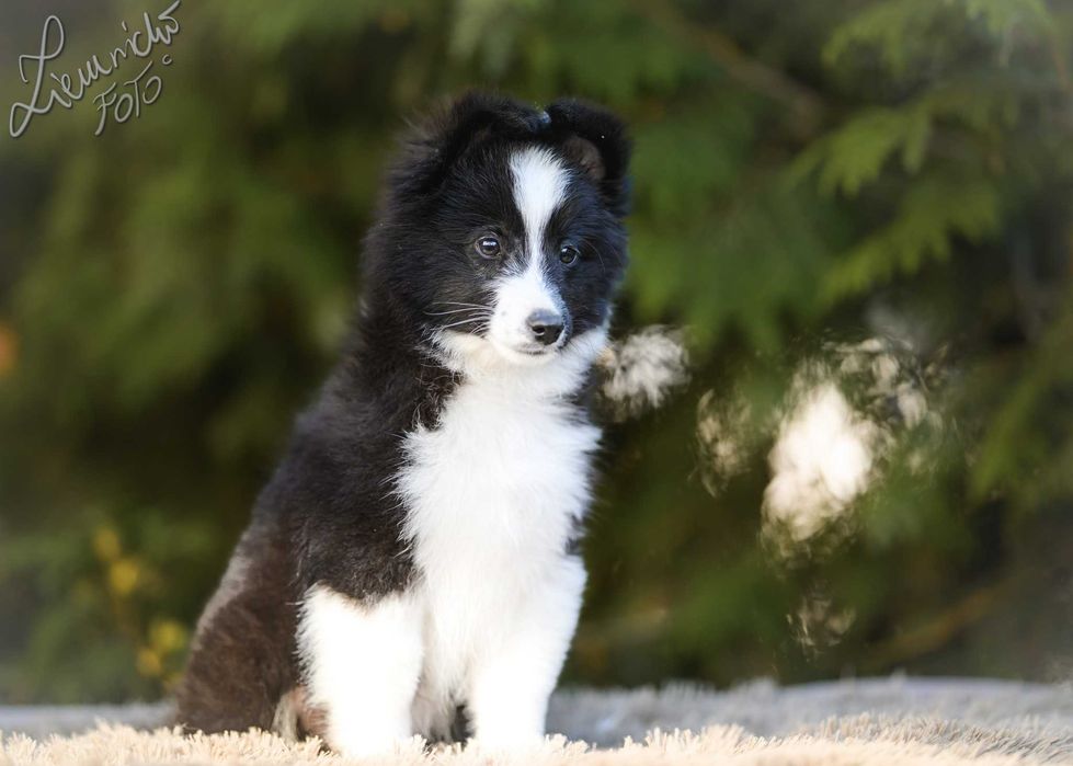 Owczarek Szetlandzki Sheltie - Bi Black Sport