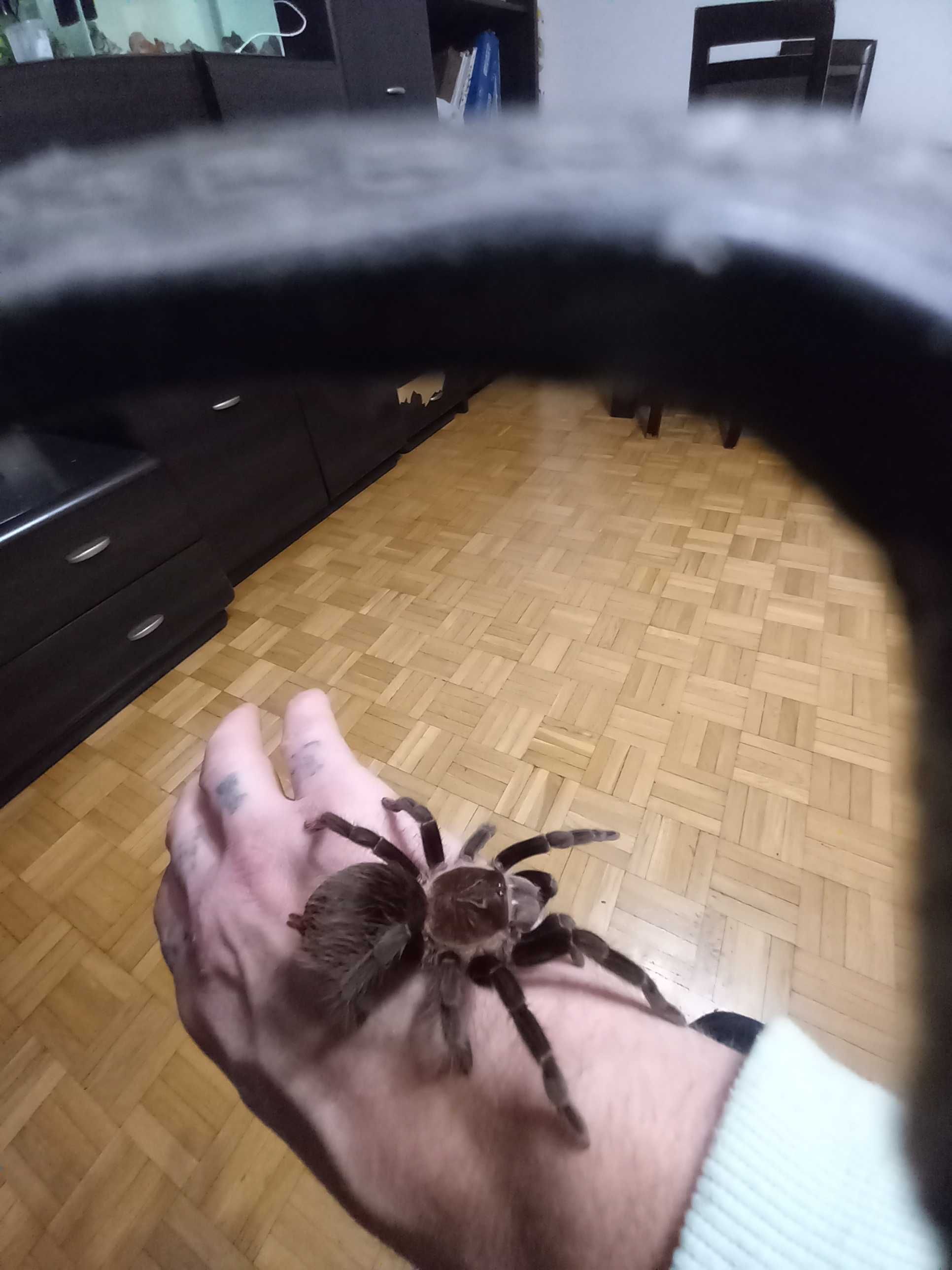 Sprzedam pajaki i skorpiona z calym sprzetem