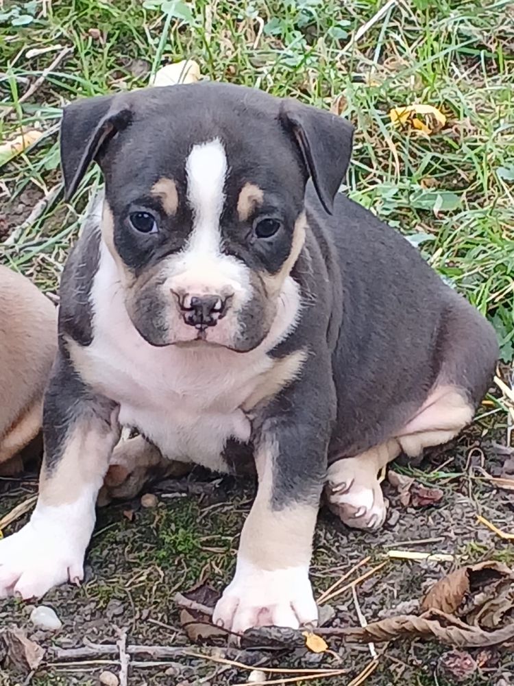 American Bully śliczny piesek