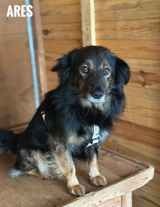 Kudłaty Ares 2 letni aktywny adopcja za darmo oddam