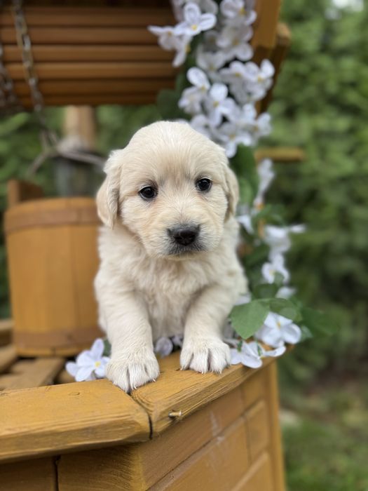 Cudowny piesek Golden Retriever biszkoptowy miś z rodowodem
