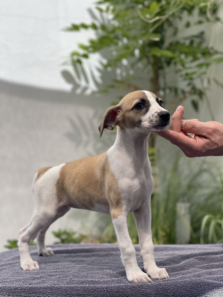 Piękna suczka Whippet ZKwP Revirado FCI do  odbioru