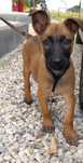 Owczarek belgijski Malinois
