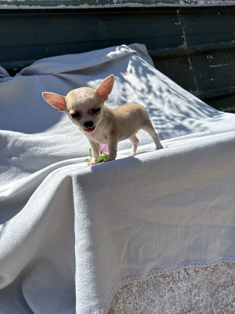 Chihuahua femea mini pelo curto