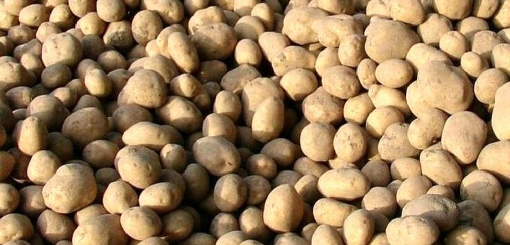 Ziemniaki kartofle sadzeniaki