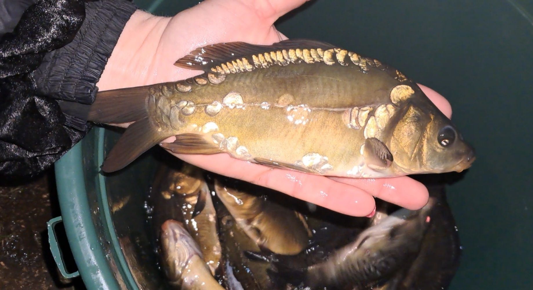 Karp narybek 15-20cm, Lin, Amur, tołpyga