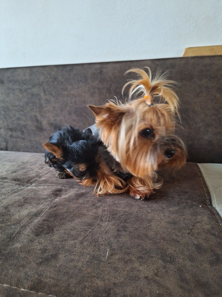 Yorkshire terrier piesek 2