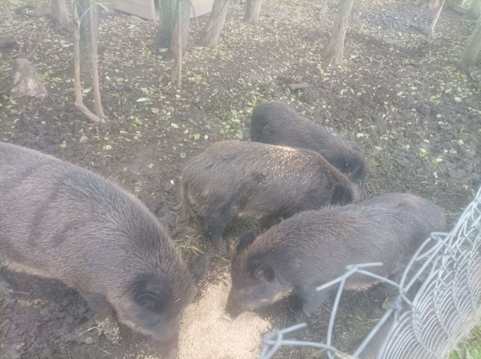 Продам дорослі Поросята  Терміново