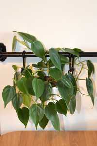 Filodendron pnący - młoda, zdrowa roślina pokojowa.