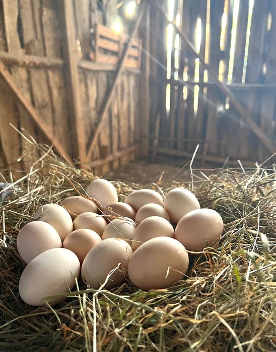 wiejskie jajka 1,10 zł jajka od kur z wolnego wybiegu
