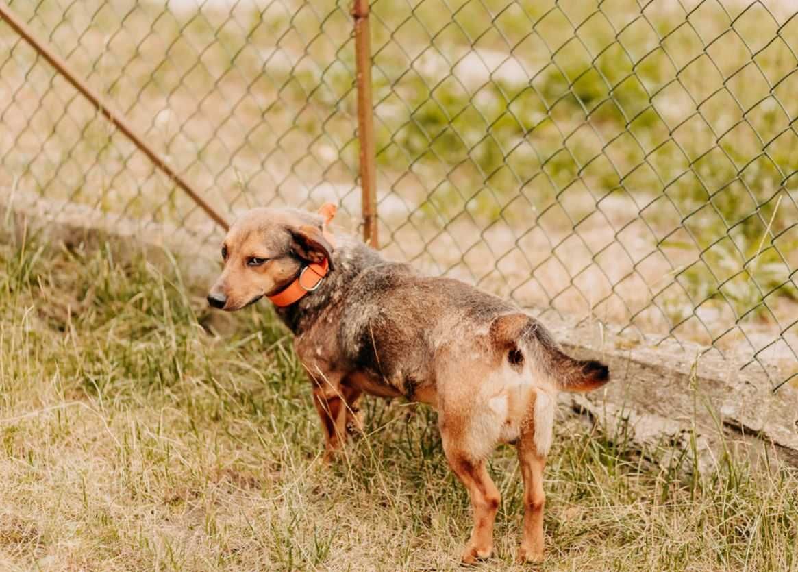 Malutki psiak z uśmiechem na pyszczku poleca się do adopcji!!!